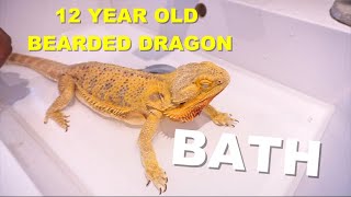 Giving A 12 Year Old Bearded Dragon A Bath !!