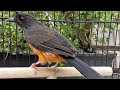 Suara Murai Batu Lepas Trotol Pikat Untuk Pancing Anakan Mb Trotolan Paud Agar Cepat Belajar Bunyi Mp3 - Mp4 Download