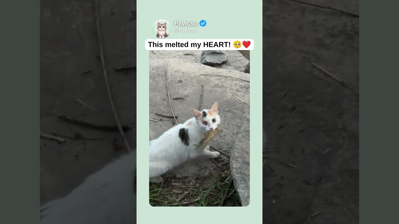 This melted my HEART! 🥺❤️