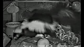 😻 Beautiful Night Skunk came to my backyard birds & animals feeder. Skunk feeding. Food for skunks. by Relaxing Videos for Cats, Dogs, and People. 99 views 1 year ago 4 minutes, 58 seconds