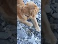 Собака спаниель на пляже в Лазаревском 2023 июль