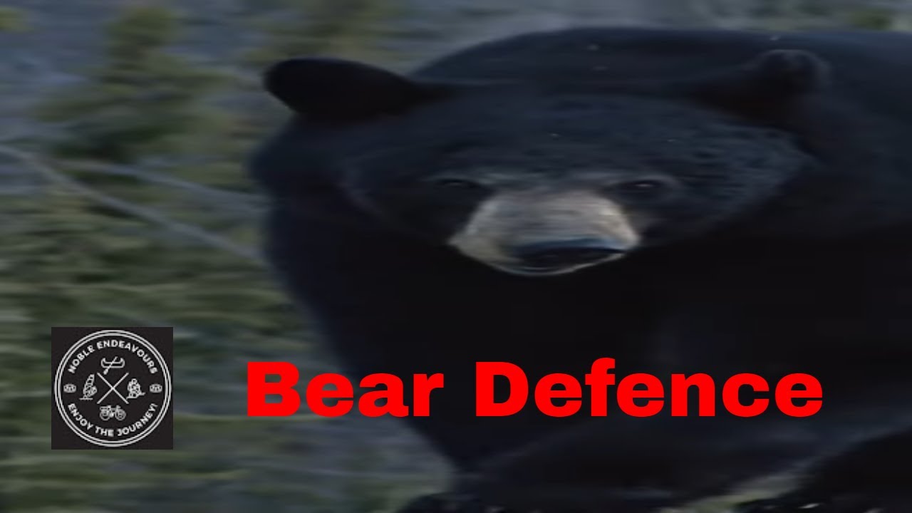 Bear Defence shorts YouTube