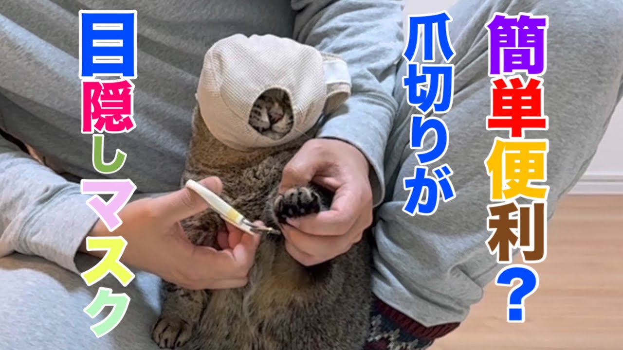 猫の爪切り革命！？3COINSの目隠しマスクを使った結果がこちら