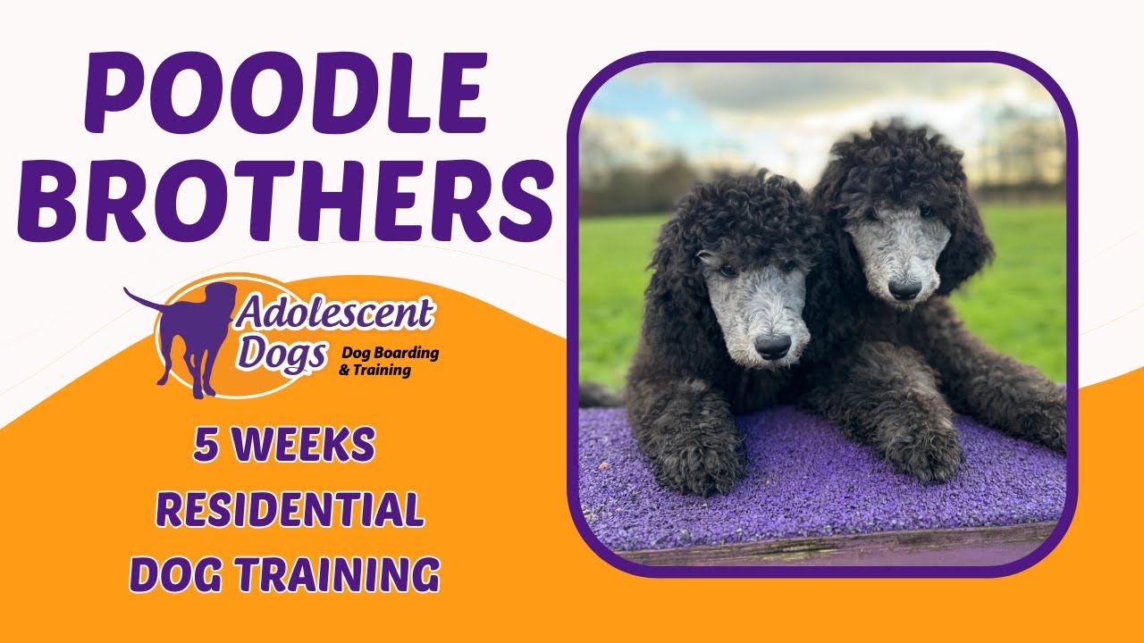 Poodle Brothers | 5 Week Pre-Vaccination Residential Stay