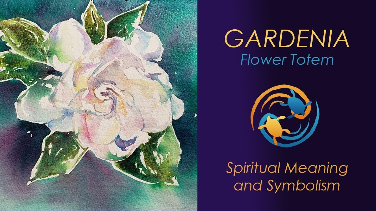Gardenia totem/Gardenia flower meaning/Gardenia symbolism - YouTube