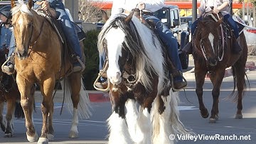 TF Cashsmrbarbiedoll and Gypsy Creek Oleander - riding in town! - ValleyViewRanch.net