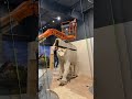 Building a Full-Size Elephant from a Shoulder Mount | Wilderness by Klaus
