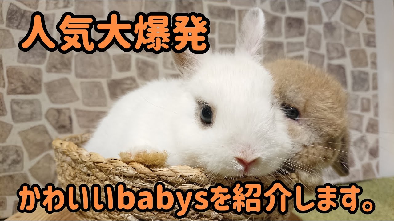 うさぎ専門店monlapin 可愛い子うさぎちゃん Youtube