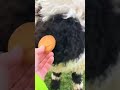 Sheep excited to eat a cookie #shorts