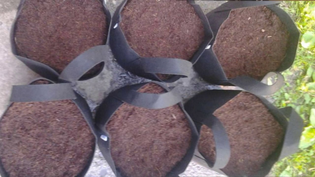 S01E04 Jock Horror Autoflower Timelapse 26 day Update