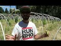 Grow Marijuana: 10,000 Square Foot Outdoor Marijuana Garden