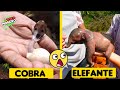 Así Se Ven Estos Animales Recién Nacidos | DeToxoMoroxo