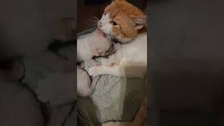 Kittens complain as mama holds them down for a cleaning! super cute kittens and loving mama Paws