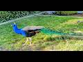Peacock 🦚 Peacocks Say Hi 👋🏼 immersive peacock experience 🙏 
