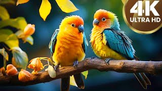 💥Amazing birds moments👌beautiful birds|| little farm