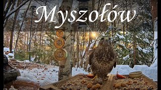 Myszołów - Buteo Buteo 😍