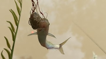 điểm câu cá chốt mới dính cá thấy mê | khang miền tây vlog