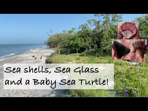 Shelling on Sanibel Island. Sea glass, sea shells and a baby sea turtle!