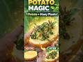 Potato Magic! Grow Plants Fast at Home 🪴 #shorts #plant #potato #tree #youtubeshorts