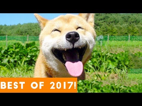best-animals-of-2017-|-funny-pet-videos