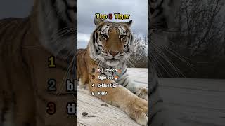 Top 5 ADORABLE Tiger Moments! 🥰🐅 #CuteTigers #TigerCubs #Shorts