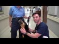 Therapy Dog Brings Joy Therapy Dog Brings Joy