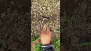 Rt 353298756 Mini Rotary Tillage And Ridging Allin One Tree  Short Viewyourubeshortvid