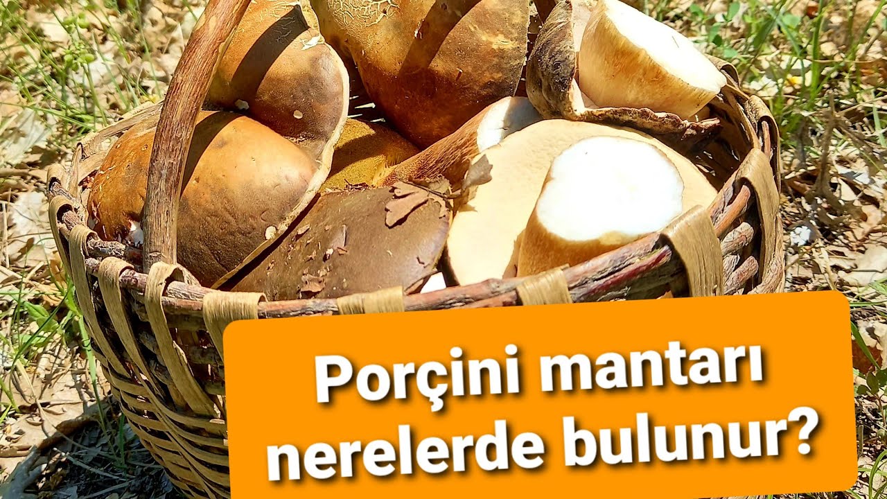 Porçini (Bolet mantarı) Nerelerde bulunur? Merasında sepeti hızlıca doldurduk!! 