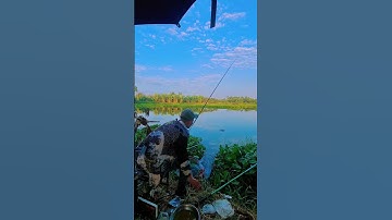 Câu Rô Phi Ao Bỏ Hoang #câucá #caucathiennhien #cauca