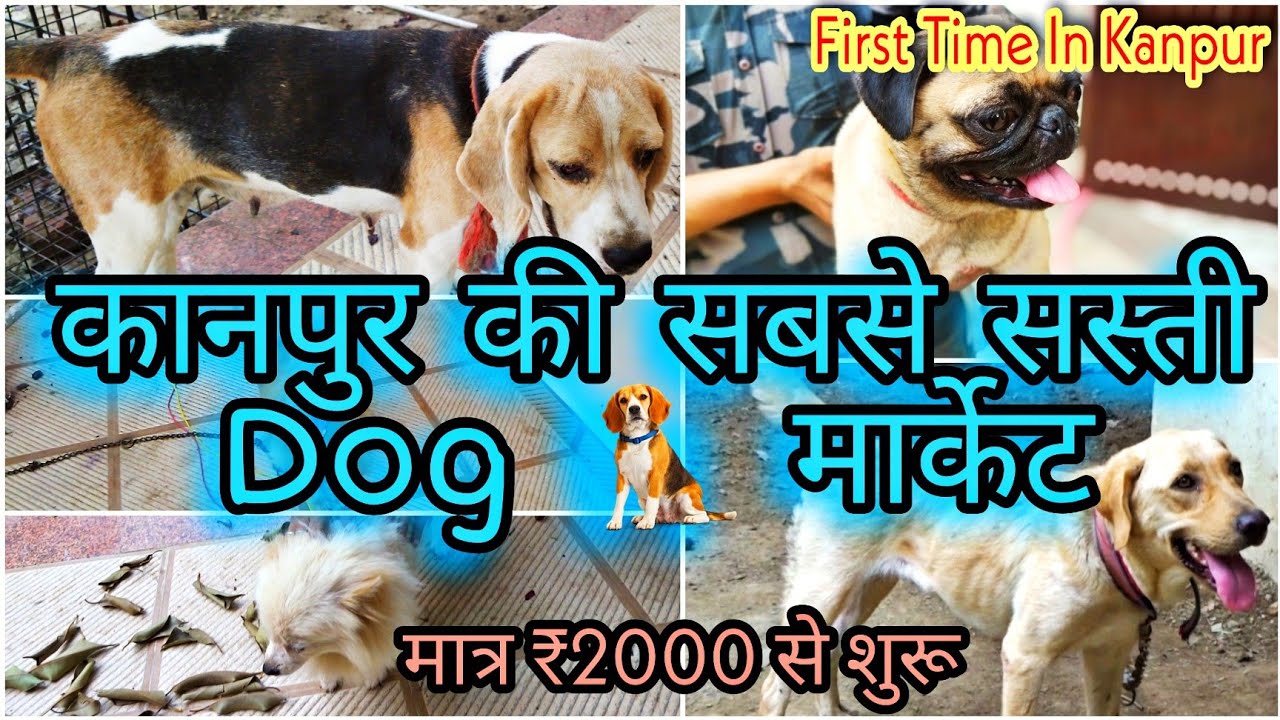 Kanpur Dog Market Kanpur Biggest Dog Kennel Cheapest Price Dogs