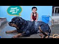 aaru help jerry to take bath|| newborn baby playing with dog|| funny dog video,