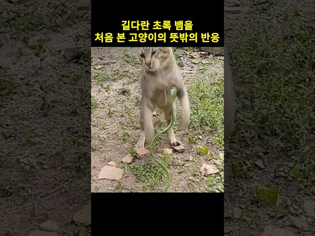 길다란 초록 뱀을 처음 본 고양이의 뜻밖의 반응