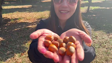 Picking hazel nuts in the farm