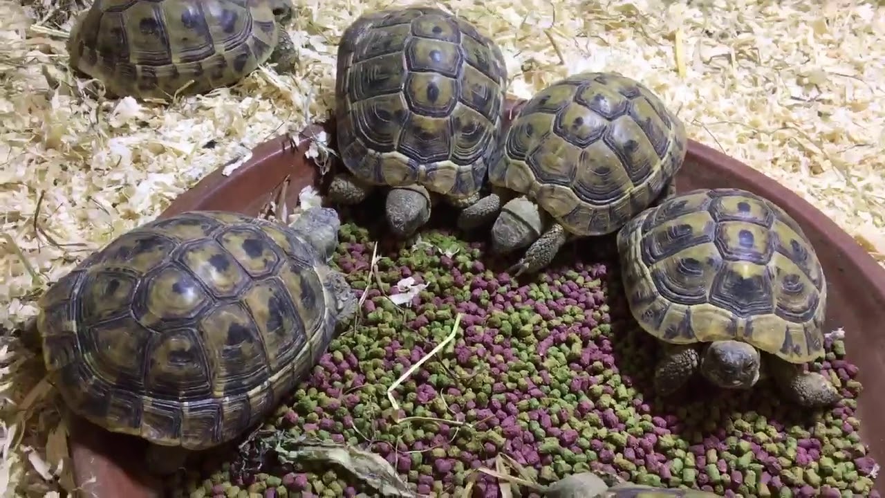 Mélange de feuilles et fruits séchés pour tortue de jardin Tortoise Fruit  Mix KOMODO