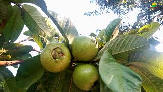 अमरूद की खेती की पूरी जानकारीamrud ki kheti kaise karte hain/How to cultivate guava /guava farming