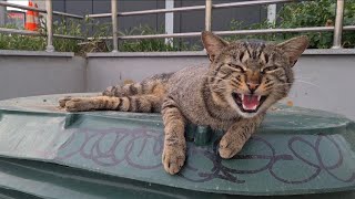 Very friendly and very handsome male tabby cat.