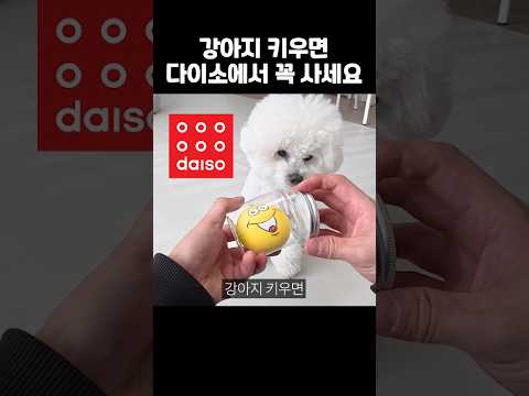 다이소가면 꼭 사오는 강아지꿀템 4가지!!