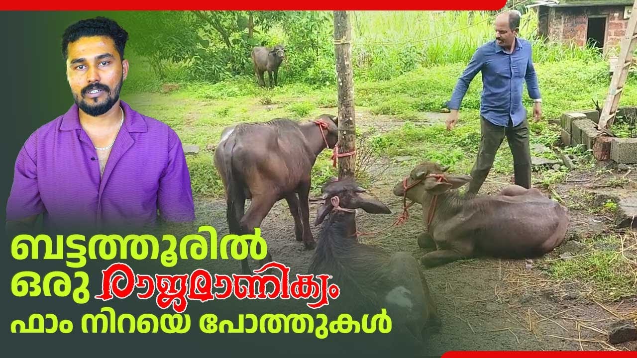 ബട്ടത്തൂരിൽ ഒരു 'രാജമാണിക്യം' ഫാം നിറയെ  പോത്തുകൾ | Buffalo Farming | Kerala Farm