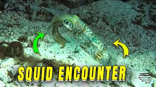 Mesmerizing Encounter with Bioluminescent Squid During Night Dive by ViralSnare Rights Management 2,689 views 5 days ago 38 seconds