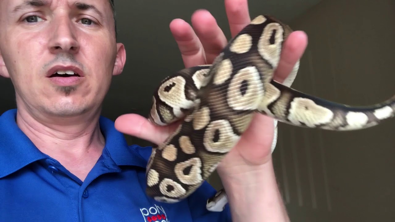 videocon care centre Ball Python Daily Vlogg #122