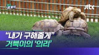 "내가 구해줄게"…뒤집어진 친구 도운 거북이의 '의리' / JTBC 310 중계석