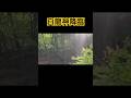 【衝撃映像】偶然見た人*人生好転*これ本物です❣️ #shorts #衝撃映像 #龍神