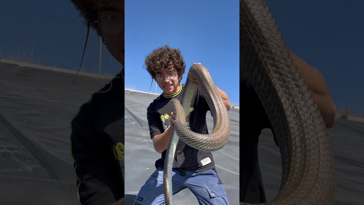 ¿Qué animales habrá en esta balsa abandonada? 🤔 #shorts #animales #rescate #serpiente