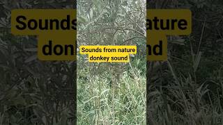 donkey sound sounds frop naturedonkey