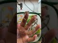 カメレオンの赤ちゃん!こんなに生まれた! #爬虫類 #reptiles #shorts #chameleon #カメレオン #ふじぴこ