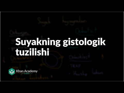 Suyakning gistologik tuzilishi | Suyak tizimi |  Tibbiyot