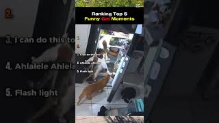 gatos😹😹#memes #cats #humor