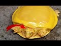 LAS TORTUGAS MAS EXTRAÑAS Y SORPRENDENTES DEL MUNDO