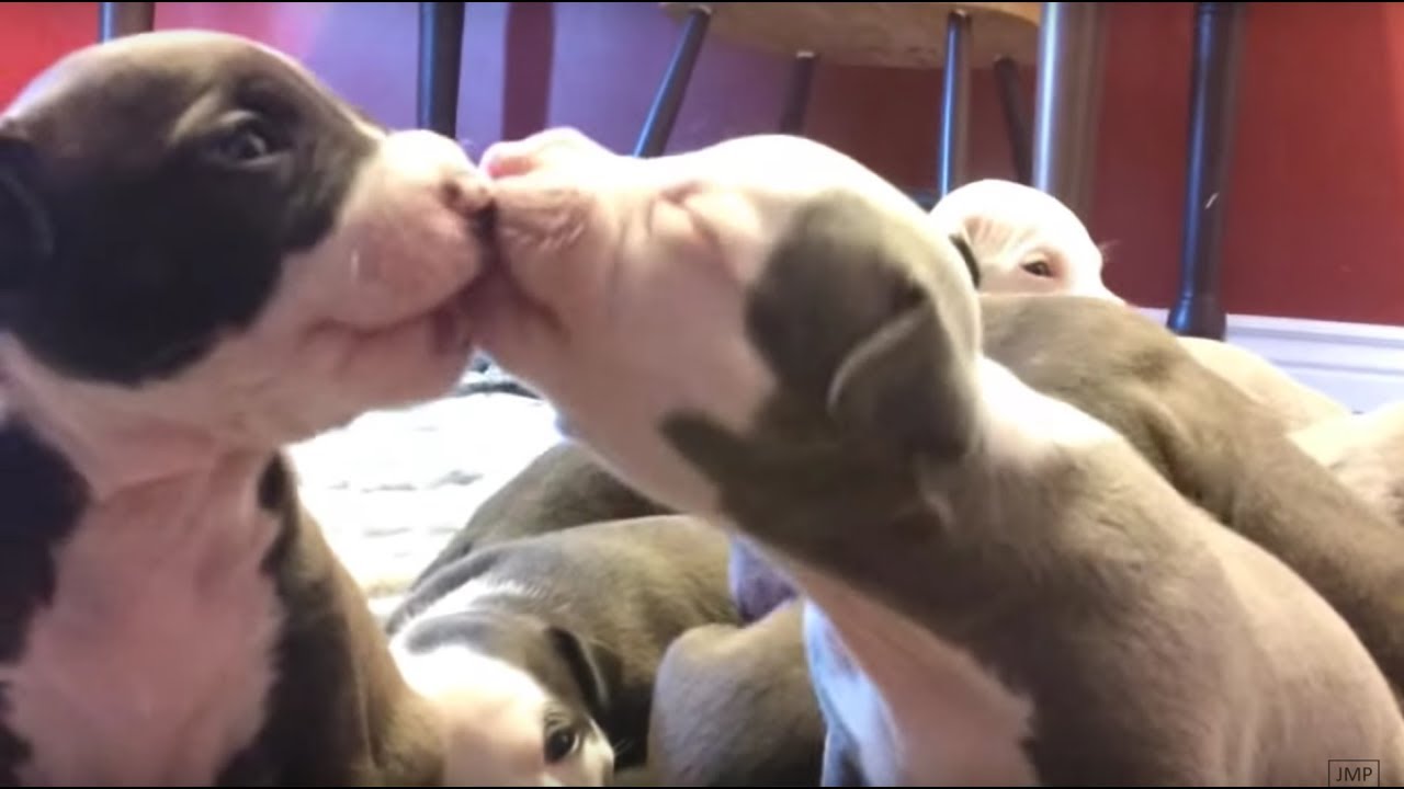 Pit Bull Puppies - 3 weeks old - YouTube