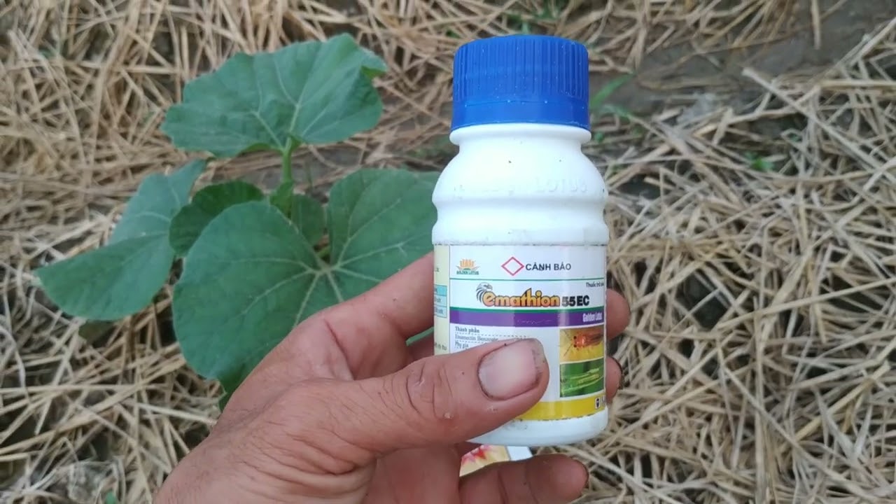 phun thuốc trừ rầy bo tri, ngừa thun ngọn cho bầu